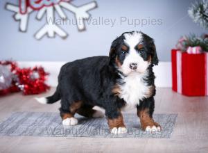 tri-colored mini bernedoodle near Chicago Illinois