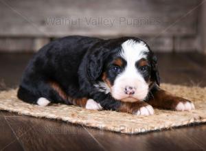 tri-colored mini bernedoodle near Chicago Illinois