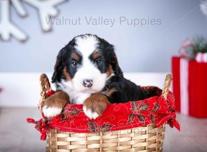 tri-colored mini bernedoodle near Chicago Illinois