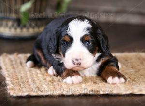 tri-colored mini bernedoodle near Chicago Illinois