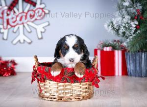 tri-colored mini bernedoodle near Chicago Illinois