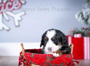 tri-colored mini bernedoodle near Chicago Illinois