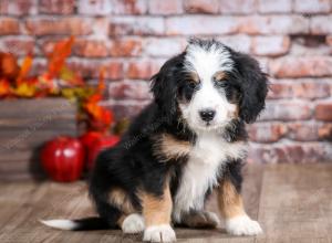 mini bernedoodle near Saint Louis MO