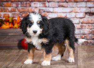 mini bernedoodle near Saint Louis MO
