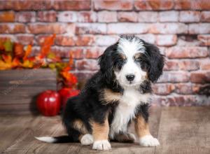 mini bernedoodle near Saint Louis MO