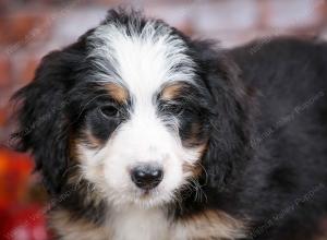 mini bernedoodle near Saint Louis MO