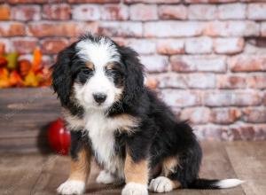 mini bernedoodle near Saint Louis MO