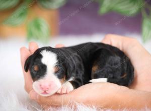 mini bernedoodle near Saint Louis MO
