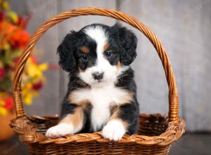 mini bernedoodle near Saint Louis MO