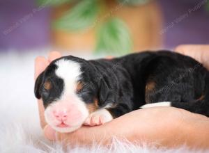 mini bernedoodle near Saint Louis MO
