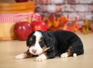 mini bernedoodle near Saint Louis MO