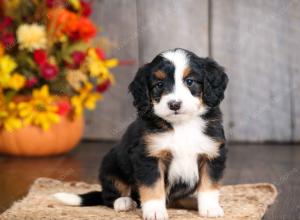 mini bernedoodle near Saint Louis MO