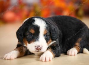 mini bernedoodle near Saint Louis MO