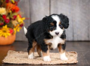 mini bernedoodle near Saint Louis MO