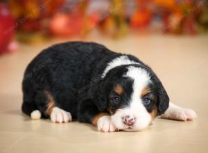 mini bernedoodle near Saint Louis MO