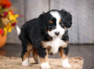 mini bernedoodle near Saint Louis MO