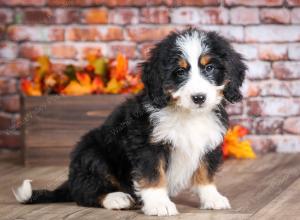 mini bernedoodle near Saint Louis MO