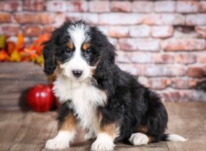 mini bernedoodle near Saint Louis MO