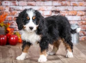 mini bernedoodle near Saint Louis MO
