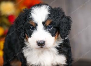 mini bernedoodle near Saint Louis MO