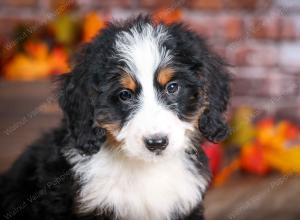 mini bernedoodle near Saint Louis MO