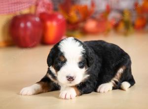 mini bernedoodle near Saint Louis MO