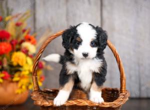 mini bernedoodle near Saint Louis MO