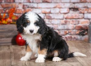 mini bernedoodle near Saint Louis MO