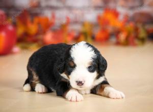 mini bernedoodle near Saint Louis MO