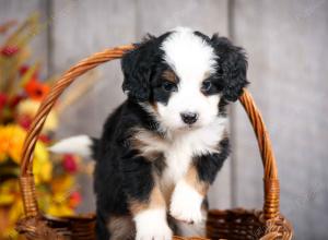 mini bernedoodle near Saint Louis MO