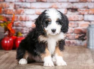 mini bernedoodle near Saint Louis MO