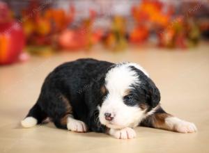 mini bernedoodle near Saint Louis MO