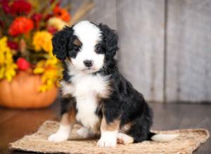 mini bernedoodle near Saint Louis MO