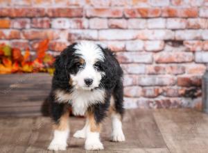 mini bernedoodle near Saint Louis MO