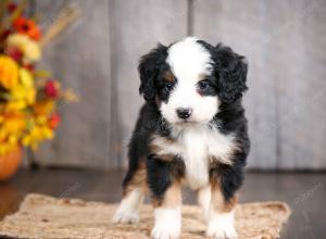 mini bernedoodle near Saint Louis MO
