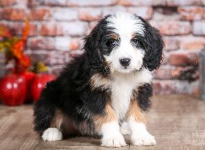 mini bernedoodle near Saint Louis MO