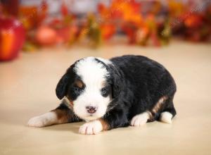 mini bernedoodle near Saint Louis MO