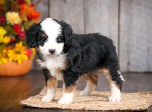 mini bernedoodle near Saint Louis MO