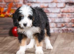 mini bernedoodle near Saint Louis MO