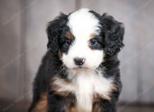 mini bernedoodle near Saint Louis MO