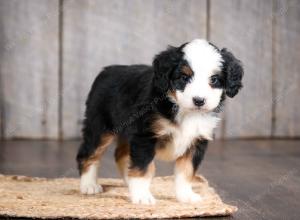mini bernedoodle near Saint Louis MO