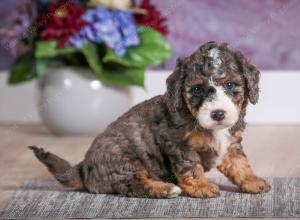 F1B Tiny Bernedoodle in Illinois