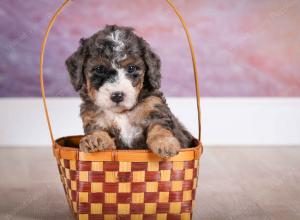 F1B Tiny Bernedoodle in Illinois