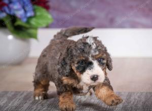 F1B Tiny Bernedoodle in Illinois