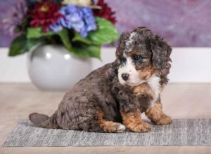 F1B Tiny Bernedoodle in Illinois