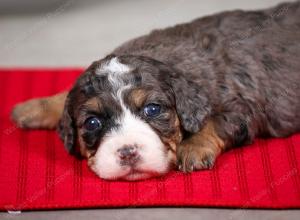 F1B Tiny Bernedoodle in Illinois