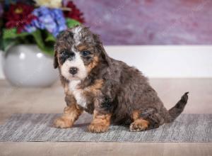 F1B Tiny Bernedoodle in Illinois