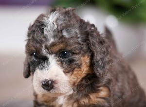 F1B Tiny Bernedoodle in Illinois