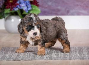 F1B Tiny Bernedoodle in Illinois