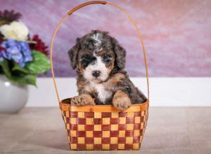 F1B Tiny Bernedoodle in Illinois